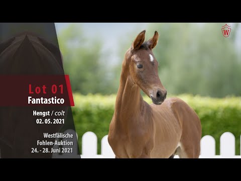 Westfälischen Fohlen-Auktion Lot 1 Fantastico Hengst v. Franz Joseph Junior - Fürst Piccolo