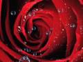 Analog People In A Digital World Rose Rouge
