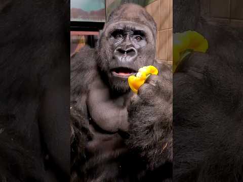 Yellow peppers are his favourite! #silverback #gorilla #asmr #mukbang #animals #youtubeshorts #food