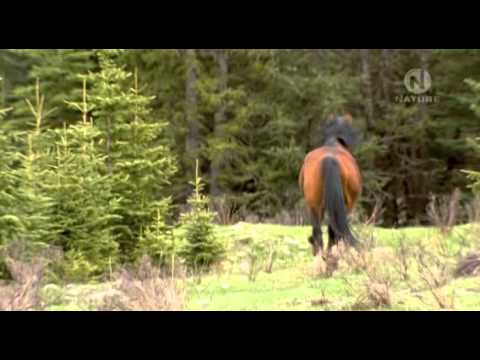 , title : 'Divocí koně z kanadských Skalistých Hor (dokument) Dabing CZ'