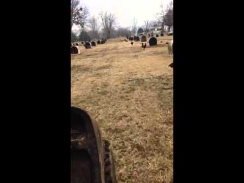 Pure Round head and pure leiper