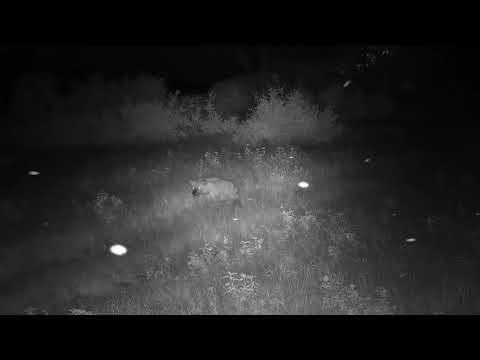 Djuma: Two Hyenas out looking around - 19:52 - 01/03/21