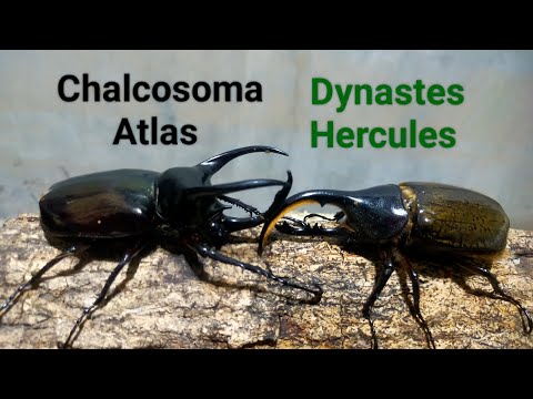 Epic!! EP.68 Chalcosoma Atlas vs Dynastes Hercules beetle battle. Insects Pokemon Digimon fighting.