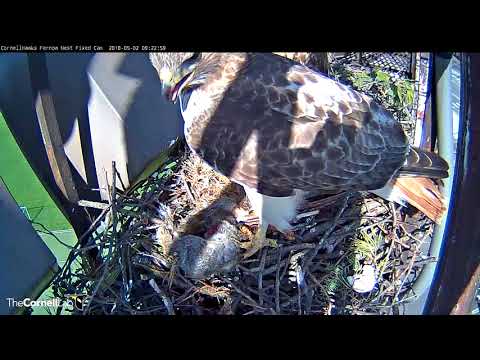 Arthur Swoops In With A Rabbit – May 2, 2018