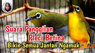 Download lagu Sekali Pancing Pleci Jantan Langsung Ngamuk !! Pleci Betina Birahi Memanggil Jantan mp3