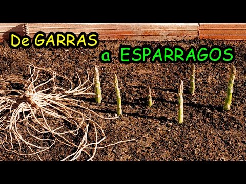 , title : 'Cómo Plantar Espárragos utilizando Garras | Los Cuidados que Requieren para prosperar bien!!'