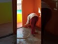 How To Clean Floor Teaching By Shivani
