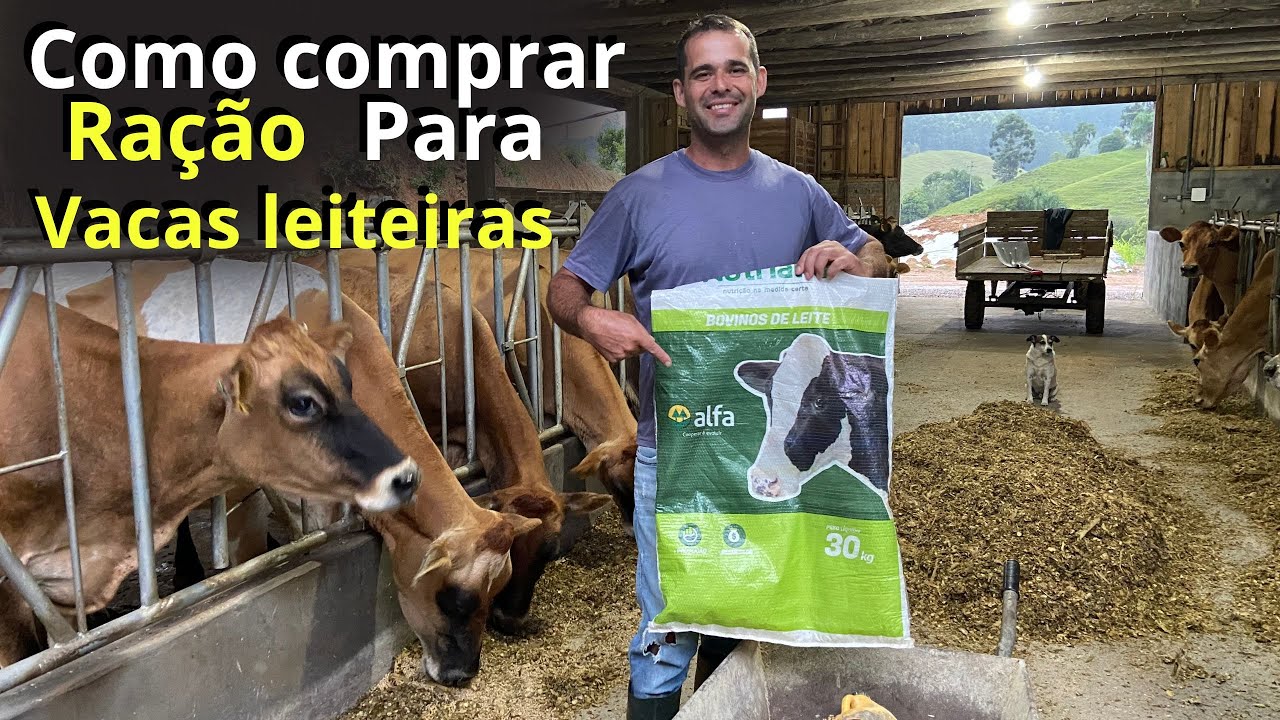 Gerenciamento na compra de ração para vacas de leite.