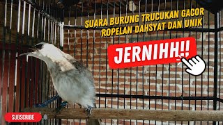 Download lagu JADIKAN TRUCUK INI SEBAGAI ALARM SUBUH, DIJAMIN BANGUN!!!! mp3