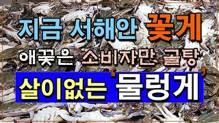 서해 꽃게 거의가 먹지 못하는 물렁게/대천 꽃게/소래포구 꽃게/홍원항 꽃게/전국여행/전국 가볼만한 곳