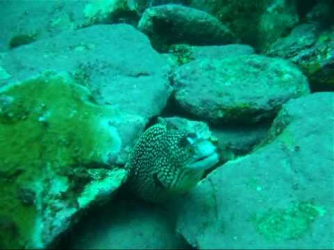 Boa Vista Tauchen, Boa Vista,Kap Verde