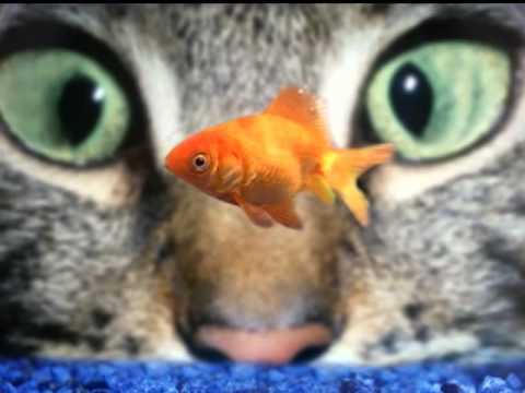 download lagu mp3 mp4 песня про кота скачать, download lagu песня про кота скачать gratis, unduh video klip песня про кота скачать