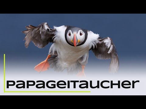 Papageitaucher fotografieren - - Skandinavien Part 7