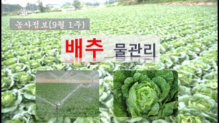 [농사정보] (9월4주)  배추_물관리  #농사#농업#농촌