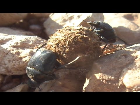 Dung Beetle Facts