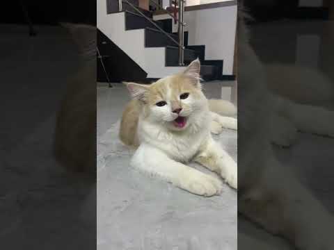 ShaSha 🐈achoo en pulla pavammm 😒 #cat #shorts