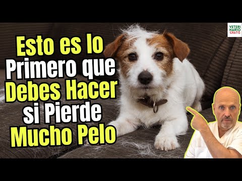 🐾 THIS IS THE FIRST THING YOU SHOULD DO IF YOUR DOG LOSES HAIR: causes, solutions, and tips ⚠️🐕