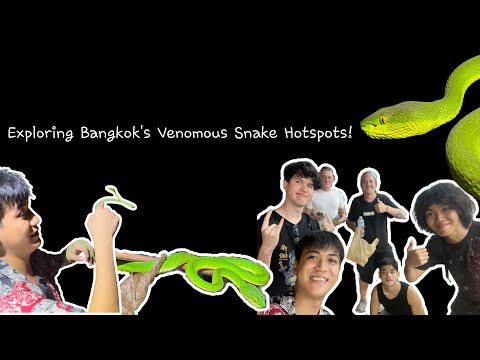 Exploring Bangkok’s Venomous Snakes: Urban Snake Hunt for Green Pit Vipers Trimeresurus albolabris!