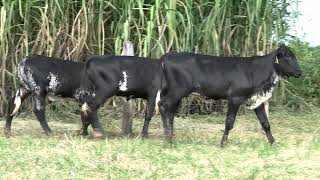 Vídeo 33 - 3º LEILÃO ANUAL SÍTIO UNIÃO | GADO HOLANDÊS HVB E HPB GC1 A GC6