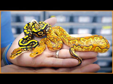 Cypress + Special = TANGERINE DREAMS!! | #Hetflix 126