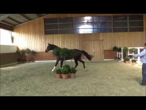 SOLD!!! *2013 Hengst von Destano - K2