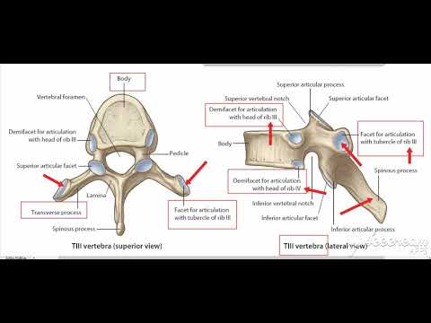 Typical Thoracic vertebrae 2