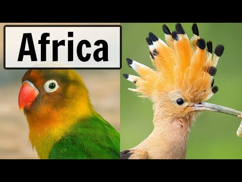 South Africa – LIVE Bird Feeder and Wildlife Camera