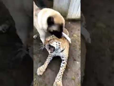 Dog Saves Chicken From Leopard Attack!