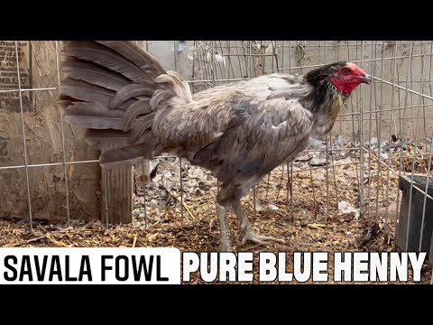 Beautiful Pure Blue Hennie SAVAL FOWL