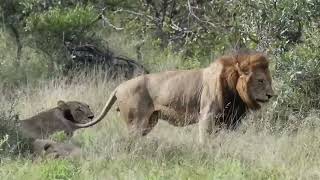 Six Def - I'm The King