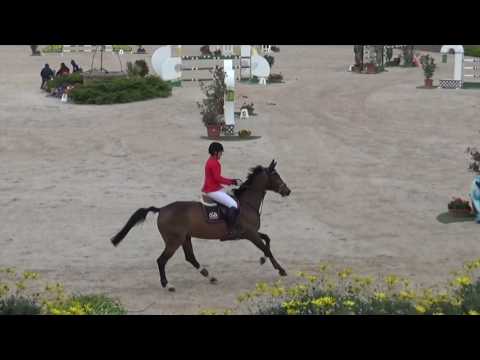 Balou Du Rouet/Quidam De Revel 11yo Mare