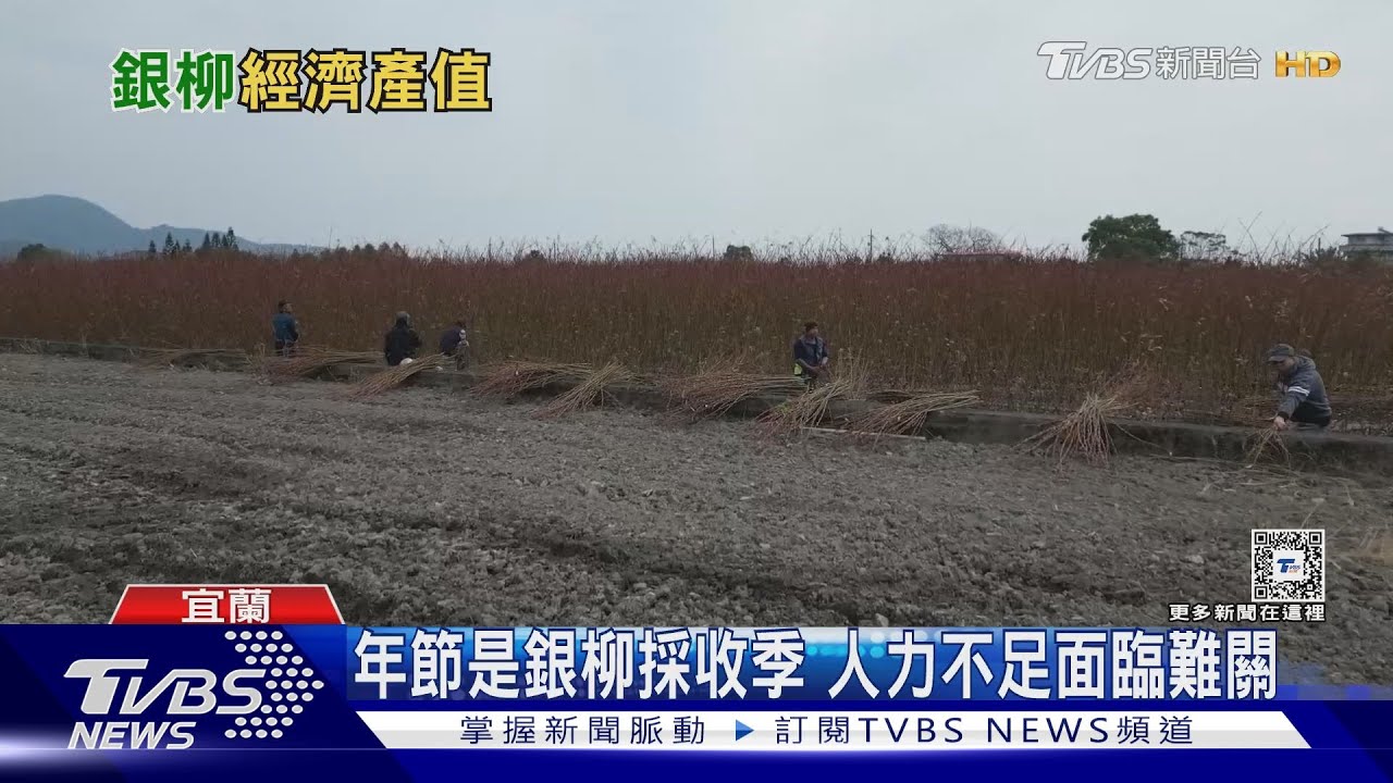 過年必備花卉「銀柳」　花農面臨產業危機謀出路