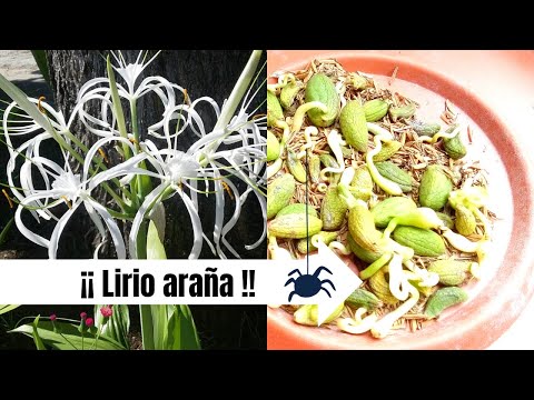 , title : 'Lirio 🕷️Araña🕸️ | 🤩 ¡Reproducción y más!'