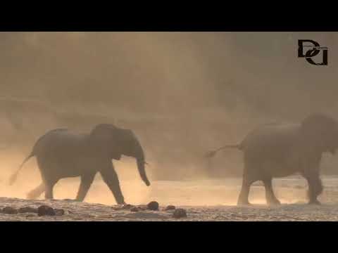 Sengwa from sky - Double D Productions and Mokore Safaris