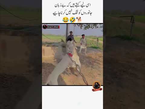isi liye kahty ha kisi ko tang mat karo🤣💯 Funny Moments | Urdu Quotes | #viral #funny #comedy #duet