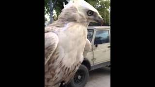 White leucistic redtail hawk