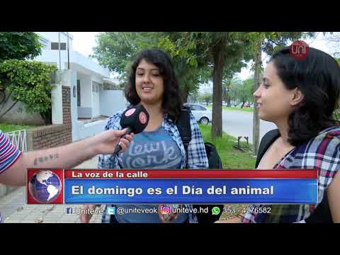 Día del animal: ¿Cómo tratamos a nuestras mascotas?