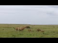 Young Male Lions Make Older Male Lions Submit