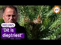 Vandalen gaan los op duizenden kerstbomen van Gerrit Brinkman