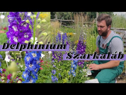 Egy igazi romantikus kert nyári virága | Delphinium – Szarkaláb