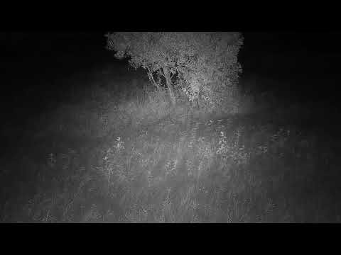 Djuma: Young Impala lamb with injured leg still hiding in tall grass - 22:00 - 01/15/21