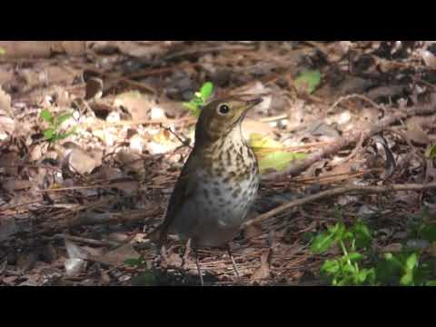 nature in my backyard episode 276 (HD)