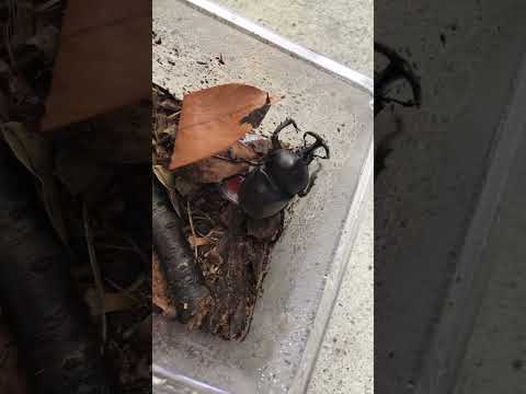 ニンジン ウジ虫 地中に生息する幼虫と蛹