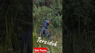 Download lagu Baja hitam Lucu Buka puasa di siang bolong #satriabajahitam #kamenrider #puasa #romadhon #lucu mp3