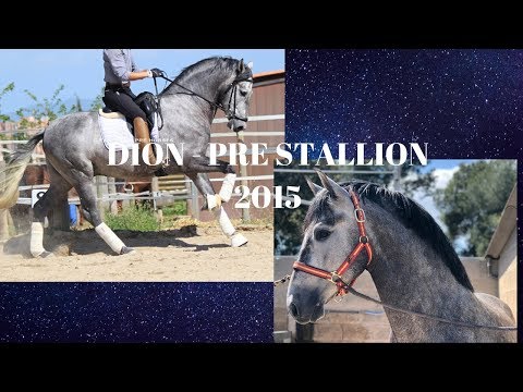 SOLD **DION** - PIRO FREE - PRE STALLION 2015 YAKO DE TORRELUNA son