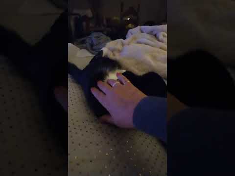 talk kitty, playing kitty, relaxing teqnuques to relax her she's in heat, I'm getting her fixed