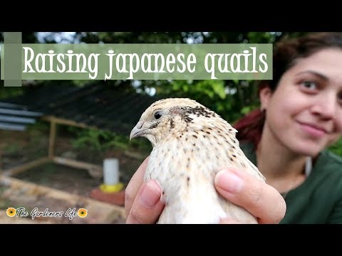 How to care for Japanese quails