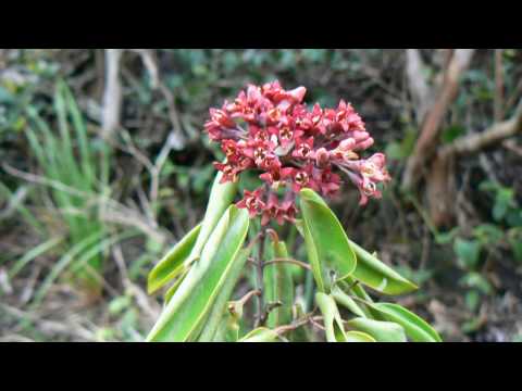 Flowers and plants of Hawaii