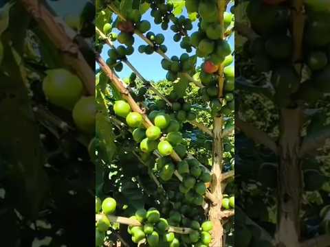 Riqueza de Minas gerais