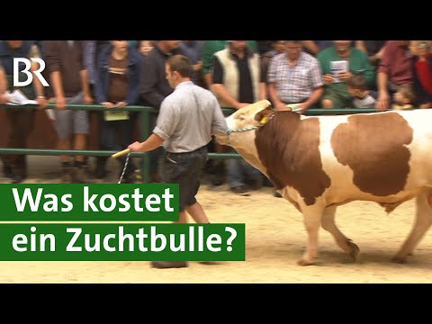 , title : 'Besamungsstation kauft teuersten Fleckvieh-Zuchtbullen bei Auktion | Unser Land | Stier | BR'
